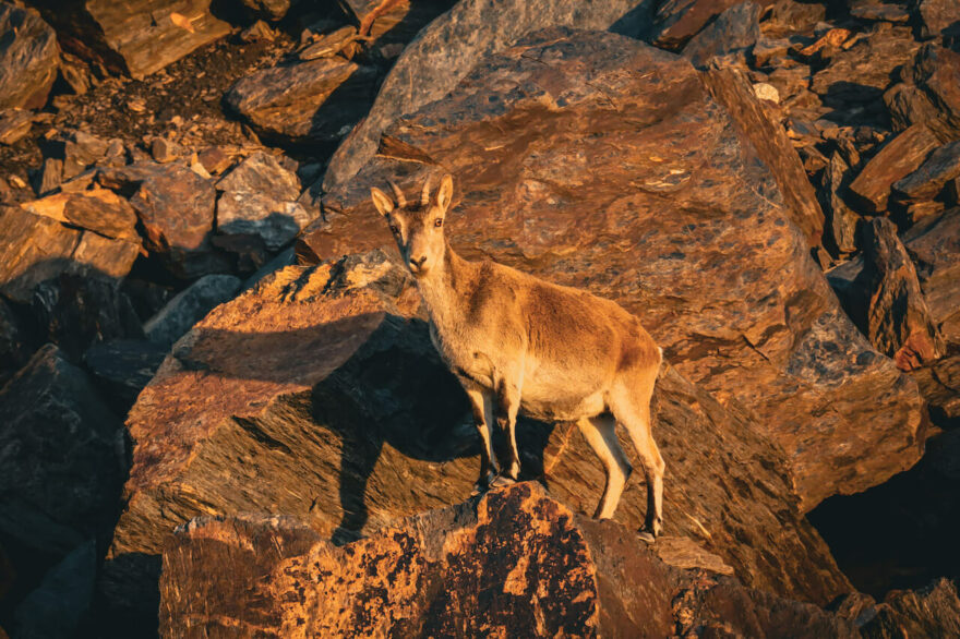 Šestidenní přechod hřebenovky Sierra Nevady ve Španělsku