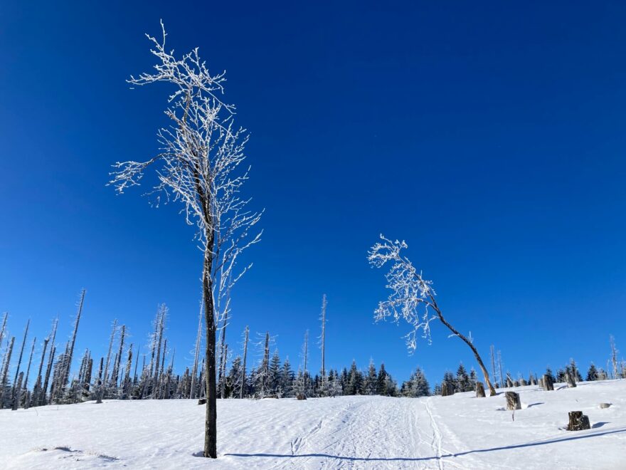 Zima na Poledníku, Šumava, foto Klára Růžková