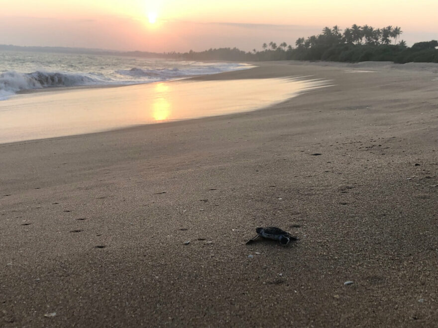 Spolek Chráníme mořské želvy z.s. vznikl v roce 2017 a sdružuje skupinu lidí, kterým záleží na mořských želvách a na přírodě obecně.