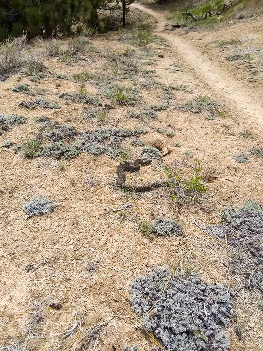 Chrestys vedle trailu PCT Jižní Kalifornie