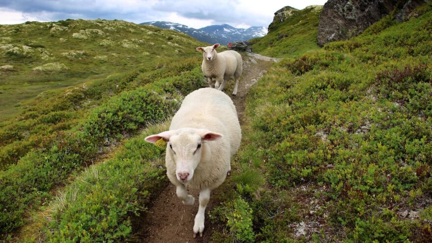 Prozkoumejte pohoří Norska - Jotunheimen, Trollheimen nebo Breheimen