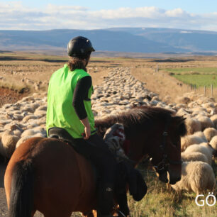 Shánění stád na Islandu