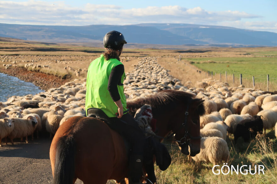 Shánění stád na Islandu