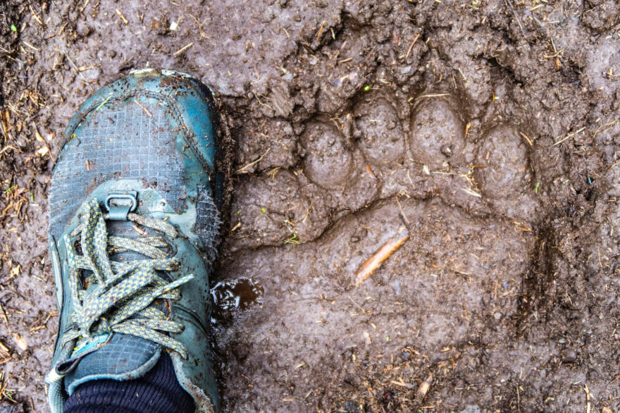 Přední tlapa medvěda