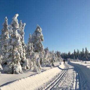 Lesy v okolí Osla protíná síť s 2600 km tratí na běžecké lyžování. Foto Heidi Gran