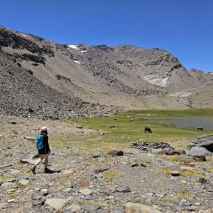 U Laguna Hondera (2900 m) jsme se potkali s pasoucími se kravami, vysoko nahoře jsou ještě v druhé polovině července sněhová pole