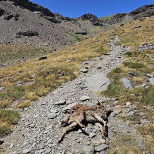 Tato horská koza už asi nikam nepoběží