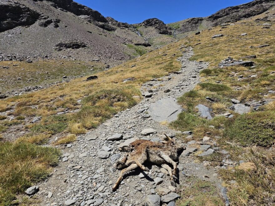 Tato horská koza už asi nikam nepoběží