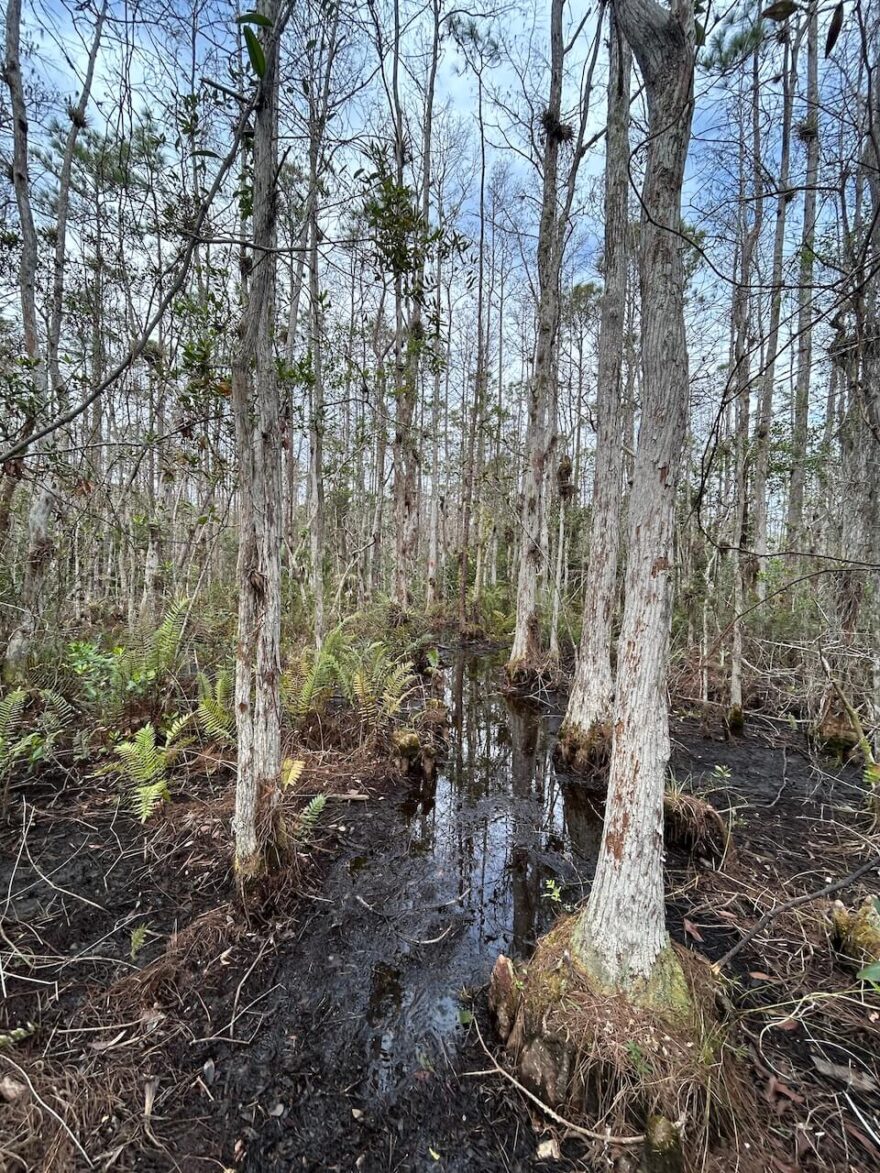 Florida Trail - 1800 kilometrů dlouhý trek nádhernou rozmanitou přírodou