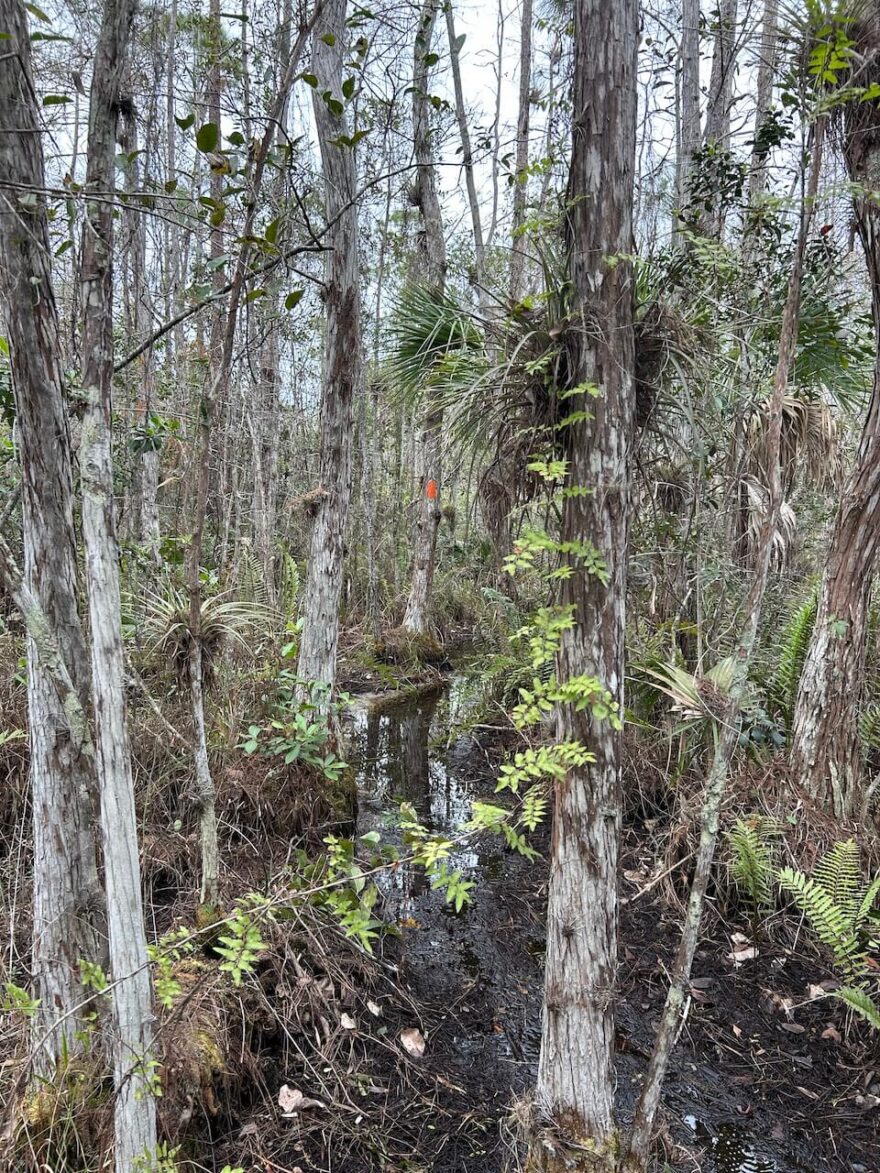 Florida Trail - 1800 kilometrů dlouhý trek nádhernou rozmanitou přírodou