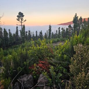 Cesta vedla také krásným voňavým borovicovým lesem