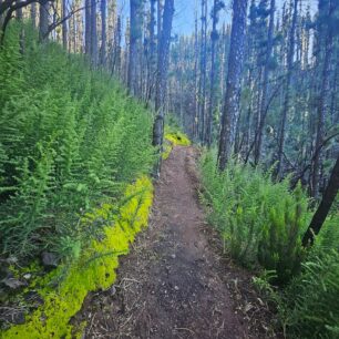 Cesta vedla také krásným voňavým borovicovým lesem