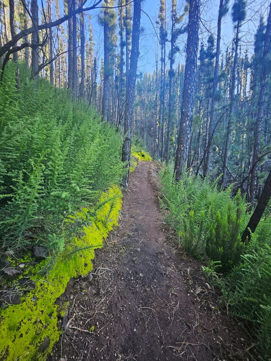 Cesta vedla také krásným voňavým borovicovým lesem