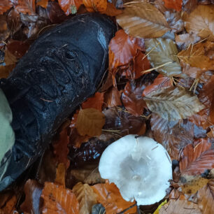 Voděodolnost je velmi vysoká