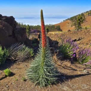 Kanárské ostrovy, Jakub Šolc