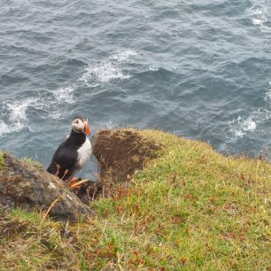 Ostrovy prosluly jako hnízdiště tisíců papuchalků