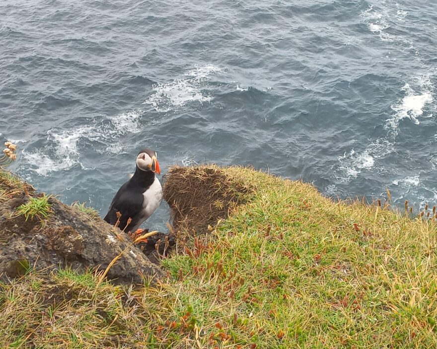 Ostrovy prosluly jako hnízdiště tisíců papuchalků