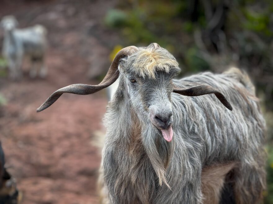 650 KM PĚŠKY PŘES SEDM KANÁRSKÝCH OSTROVŮ
