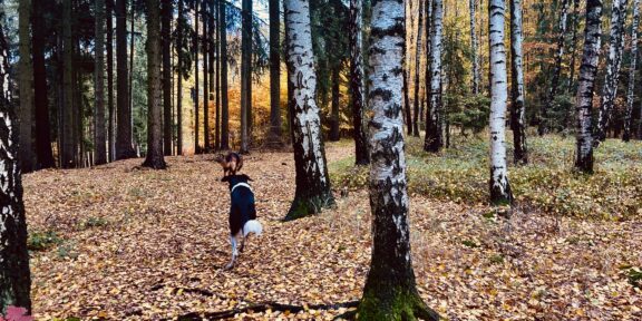 Volání divočiny, péče o duši a spravedlivý stát