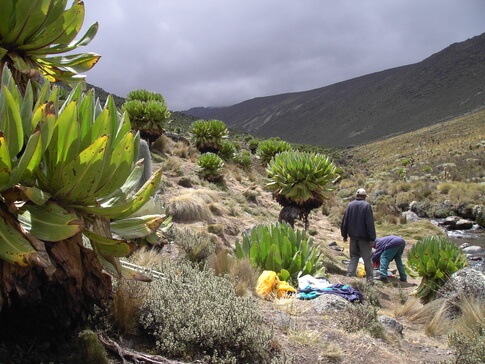 Zajímavé stromečky že?