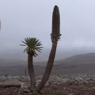 Prapodivná vegetace