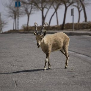 Izraelská národní stezka, Izrael