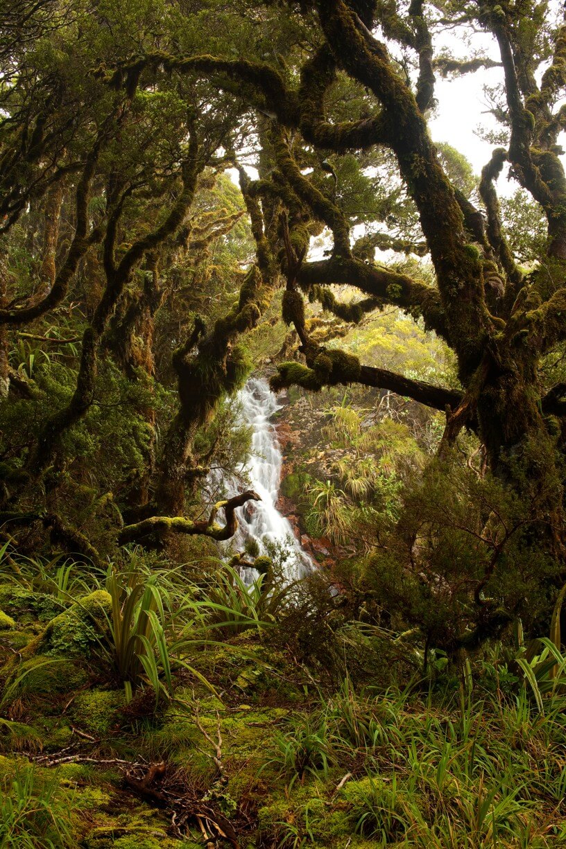 Několik dní procházíme lesy zarostlými mechem a kapradím