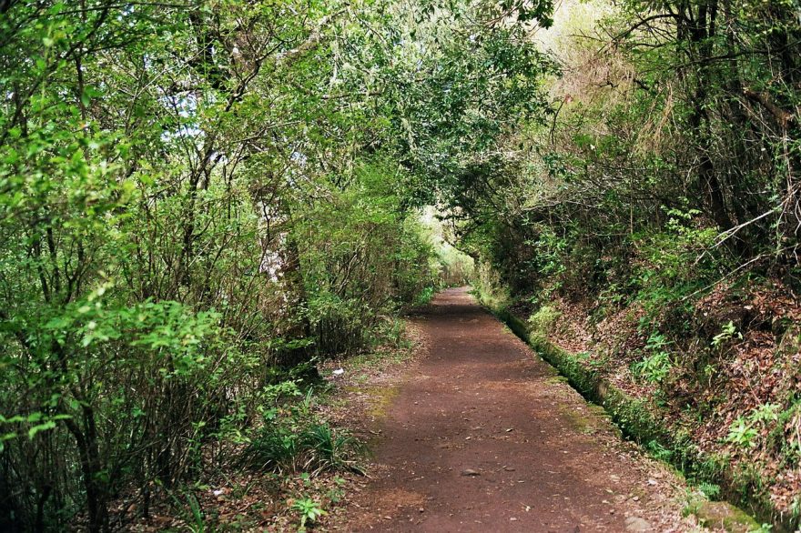 Stezky bujnou vegetací na ostrově Madeira.