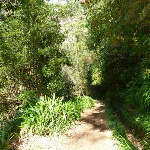 Stezky bujnou vegetací na ostrově Madeira.