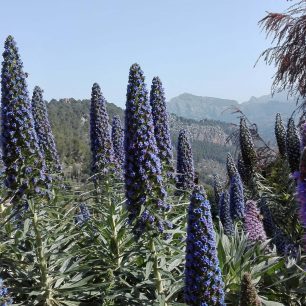 Kvetoucí horské cesty.