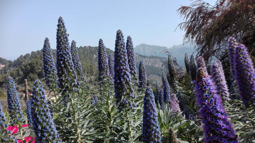 Kvetoucí horské cesty.