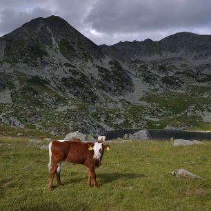 Na pastvinách pasou bačové skot, Retezat, Rumunsko