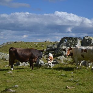 Na pastvinách pasou bačové skot, Retezat, Rumunsko