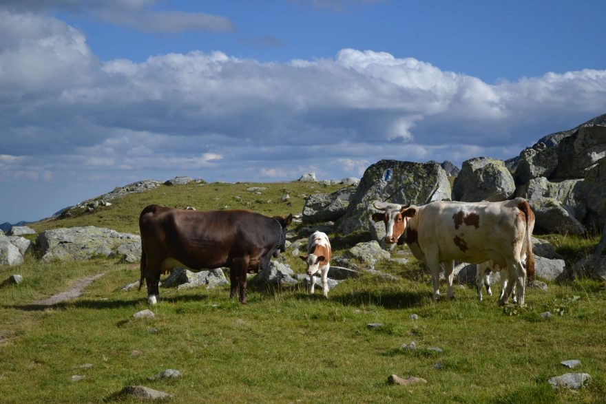 Na pastvinách pasou bačové skot, Retezat, Rumunsko