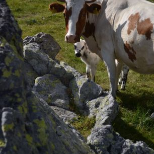 Na pastvinách pasou bačové skot, Retezat, Rumunsko