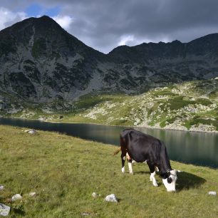 Na pastvinách pasou bačové skot, Retezat, Rumunsko