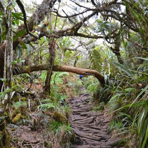 Cesta tamarindovým lesem z chaty Belouve na Caverne Dufour, GR1, Reunion.