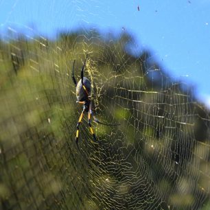 Pavouk Nephila inaurata je sice velký asi jako golfový míček, ale není jedovatý. Na Reunionu žádní jedovatí tvoři nežijí.