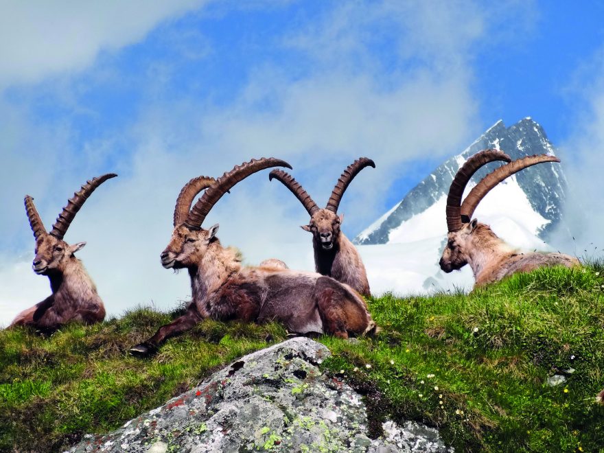 Horští kozorožci jsou ve Vysokých Taurách pány hor, Rakousko, foto M. Lackner/Karnten Werbung