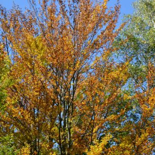 Podzim barví přírodu všemi barvami, podzim, Rychlebské hory.