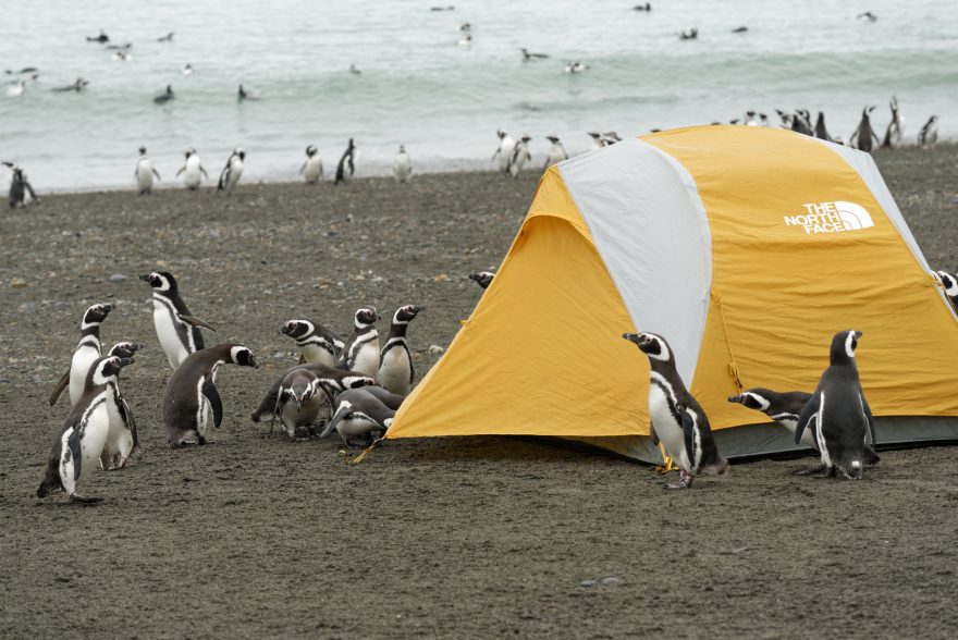 Wildcamping, tučňáci, Patagonie
