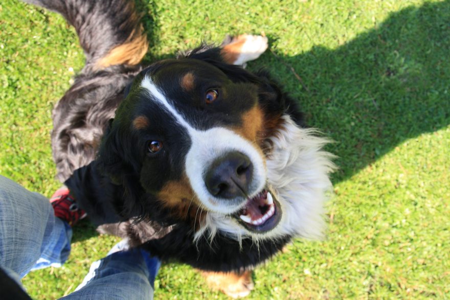 ...ale naopak za dobrých světelných podmínek funguje dobře