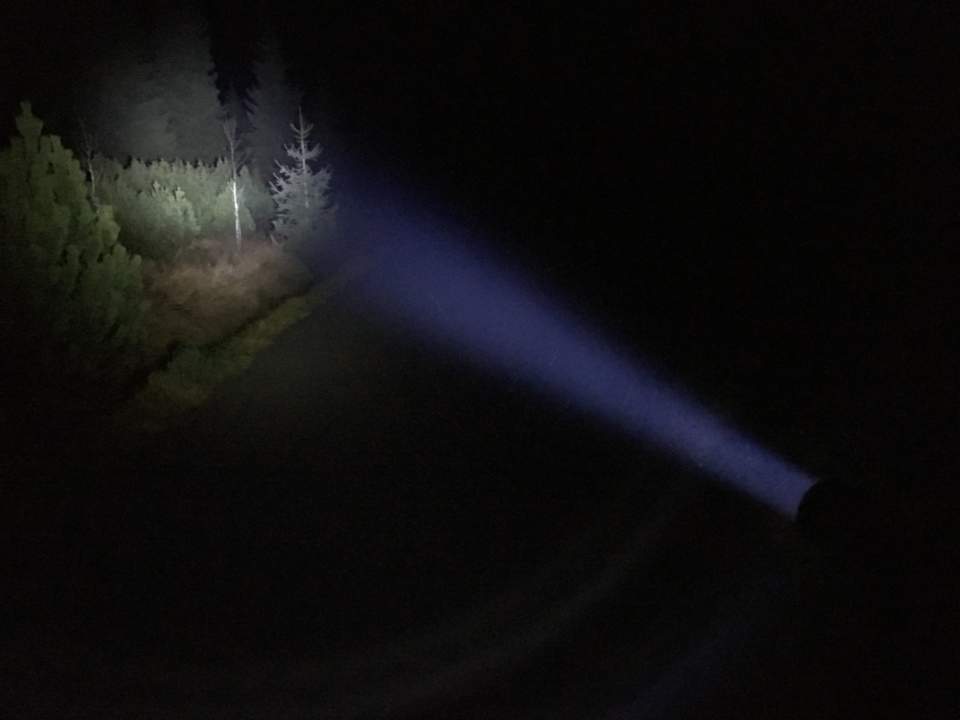 Zaostřené světlo svítilny Ledlenser P7R do lesa.