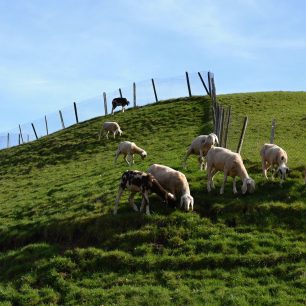 Pasoucí se stáda na prosluněných stráních v městečku Wilderswil, Švýcarsko.