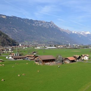 Pasoucí se stáda v alpském podhůří nedaleko Interlakenu, Švýcarsko.