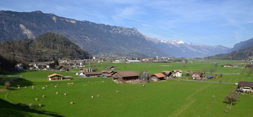 Pasoucí se stáda v alpském podhůří nedaleko Interlakenu, Švýcarsko.