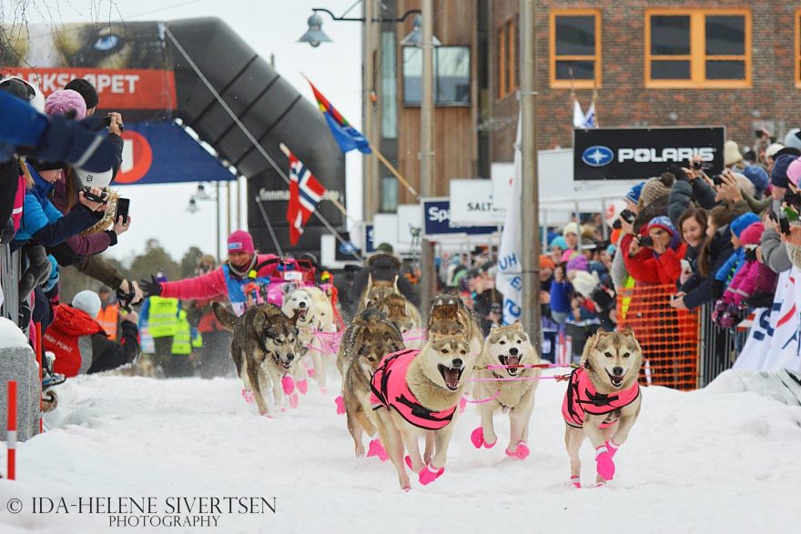 Jana Henychová se v zimě chystá na další start na nejdelším evropském závodě psích spřežení.