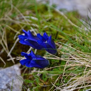 Petrobarevné kvítí, včetně temně modrých hořců zdobí louky v okolí Pilatu, Švýcarsko.