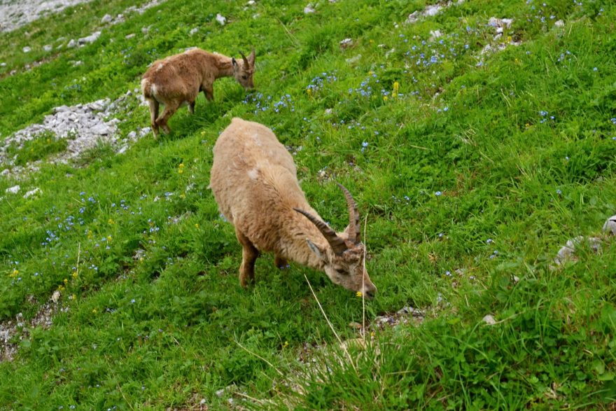 Pozorování kozorožců z blízkosti patří k lákadlům Pilatu, Švýcarsko.