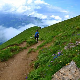 Procházka po rozkvetlých horských loukách, Niesen, Švýcarsko.